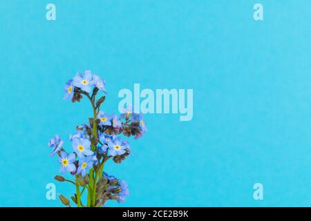 Close-up of isolated forget-me-nots, Myosotis, on a saturated light blue background Stock Photo