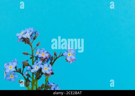 Close-up of isolated forget-me-nots, Myosotis, on a saturated light blue background Stock Photo