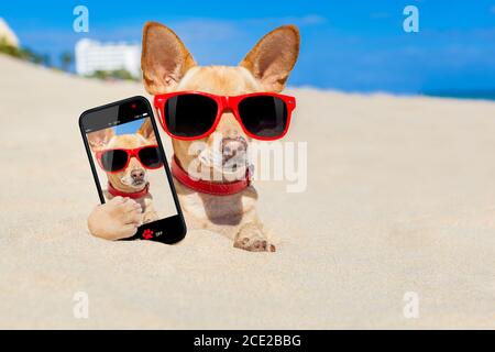 dog  selfie buried in sand Stock Photo