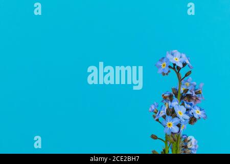 Close-up of isolated forget-me-nots, Myosotis, on a saturated light blue background Stock Photo