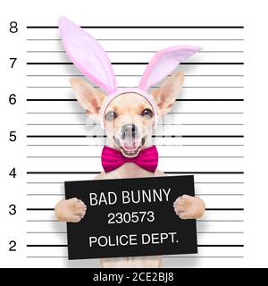 easter mugshot dog Stock Photo