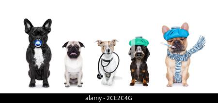 medical doctor sick ill dogs Stock Photo