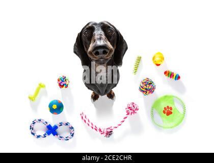 curious dog looks up with toys ready to play Stock Photo