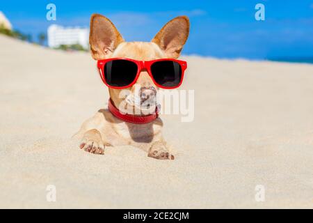 dog buried in sand Stock Photo