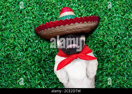 pug siesta Stock Photo