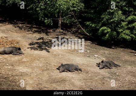 Cute black wild pigs lying in the swamp. Photo of wild nature. Stock Photo