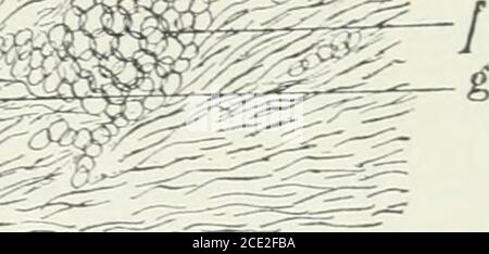 . Applied physiology : including the effects of alcohol and narcotics . .  /&gt; At the roots of the hair are the openings of small glands,which make an oily substance. This oils the hair andskin, and makes it soft and glossy. Each hair has a littlemuscle, which can pull upon the hair so as to make itstand straighter.Cold air makesthe little musclesact, and pullsthe hairs of thebody straightup, so that theirroots form littlepoints above theflesh. We callthese pointsgoose flesh. 201. Care ofthe hair. — Theshort hair ofthe body seemsto be an aid infeeling. Thehair of the headgrows long fororna Stock Photo