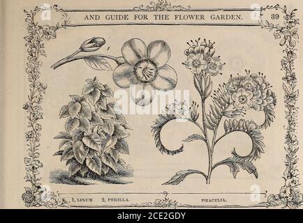 . Vick's illustrated catalogue and floral guide, 1871 . suddenly in the latter part of theday, and making a most brilliant exhibition during the evening and early in the mornin r,Some of the large varieties will attract as much attention as anything that can be grown.Some are perennials, but the following, which are the best, all flower the first season.CEnothera Veitchii, a very pretty half-hardy annual, growing about 1 foot; flowers bright yellow, with a red spot at the base of each petal, 5 rosea, dwarf; perennial; not quite hardy; flowers first season ; rose-colored, ... 10 versicolor, cha Stock Photo