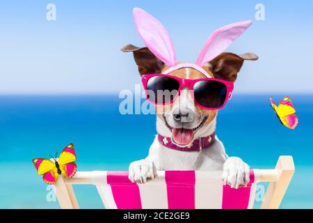 Vacation easter dog Stock Photo