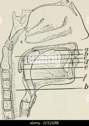 . Applied physiology : including the effects of alcohol and narcotics . ss uponthe back of the tongue, and pushed into a muscular bagcalled the pharynx. The pharynx has seven openings.Two into the nose and two into the ears can be closed byraising the back part of the roof of the mouth. An open-ing into the windpipecan be closed by a covercalled the epiglottis. Theopening into the mouthcan be closed by twocurtains, which slideacross the back of thetongue and meet in themiddle. The openinginto the tube leading tothe stomach is the onlyone left. When foodreaches the pharynx, itsmuscles squeeze t Stock Photo