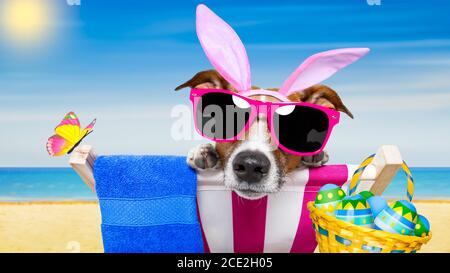 vacation easter dog Stock Photo