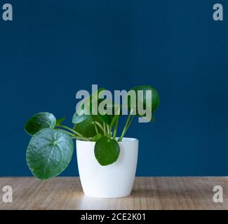 Pilea Peperomioides, Chinese money plant,  or pancake young pot plant in white pot against blue teal background Stock Photo