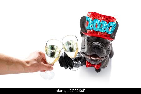 happy new year dog celberation Stock Photo