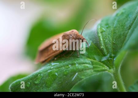 Owlet moth (noctua comes) on the leaf of a geranium after a rain Stock Photo