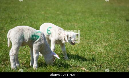 Young newborn lambs on a meadow in spring Stock Photo