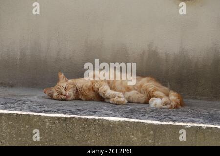 ginger cat relaxing in the garden Stock Photo