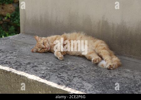 ginger cat relaxing in the garden Stock Photo