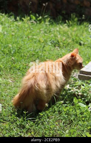 ginger cat relaxing in the garden Stock Photo
