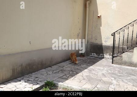 ginger cat relaxing in the garden Stock Photo