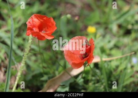 red poppies in a garden Stock Photo