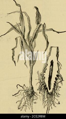 . Insect pests of farm, garden and orchard . the leaves oftheyoungcorn, and hatchin from seven to ten days.The eggs are flat, scale-like, and placed in rowsof from two to twenty-five, slightly overlappingeach other. They arcVioo inch long, by twothirds as wide, at first acreamy-white, but grad-ually becoming a reddishbrown. The young larvabores into the stalk, oftendestroying the bud,and then at or near theground, where it burrowsupward in the pith,seldom damaging thestalk above the thirdjoint. As the Ijorersgrow they become quiteactive and frequentlyleave and re-enter thestalk, thus making se Stock Photo