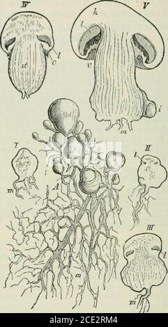 Plants and their uses; an introduction to botany . duces all the