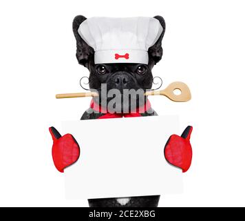 french bulldog dog chef cook with kitchen spoon in mouth, isolated on ...