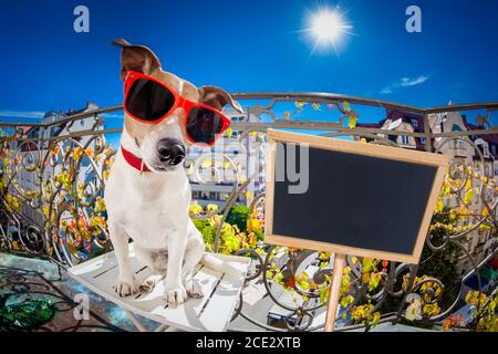 crazy silly dumb dog fisheye look Stock Photo