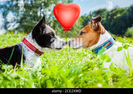 couple of dogs in love Stock Photo