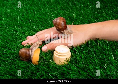 snail cosmetics, beauty skin care products. Stock Photo