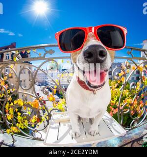 crazy silly dumb dog fisheye look Stock Photo