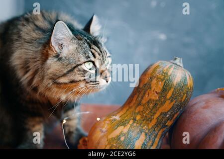 Fluffy cat with pumpkins of different shapes and colors on a blue background. Autumn composition with a cat and pumpkins. Stock Photo