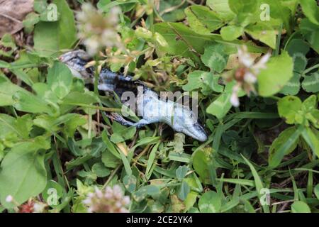 dead lizard decomposing in the garden Stock Photo