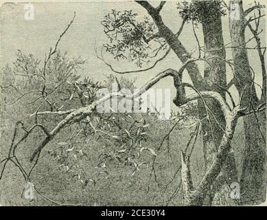 Plants And Their Uses An Introduction To Botany Fig 199 Bittersweet Solanum Dulcamara Nightshade Family Solana Cere A Flowering Branch H Fruiting Branch Chesnut A Some What Woody Ne 1 3 M Long Leaves Smoothish