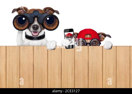 two nosy dogs Stock Photo