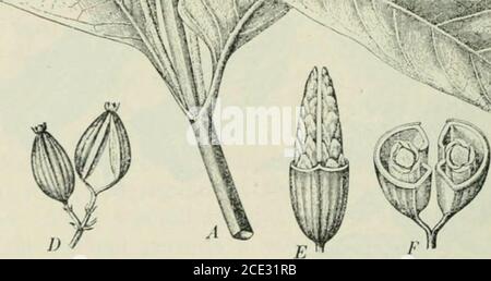 . Plants and their uses; an introduction to botany . Fiu. 170.—Calisaya-troe (Cinchona Calisaya, Madder Family, Rubiacece).A, flowpriiif! braneh, J. B, flowor. C, corolla and stamens. D, fruit.E, fruit with upper half of wall removed to show the packing of theseeds. F, fruit, cut across. G, seed, enlarged, and cut through theembryo, lengthwise. (Luensscn.)—Tree about 12 m. tall; leaves palegrecu; flowers pink; fruit dry. Native home, Andes of Peru. the blood of malarial patients and are regarded as the causeof the disease. It is highly valued also as a tonic. Its in-tensely bitter taste is a p Stock Photo