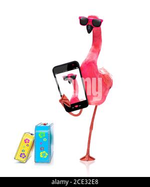 flamingo taking a selfie Stock Photo