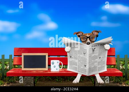 dog reading newspaper on a bench Stock Photo