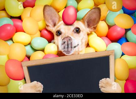 happy easter dog with eggs Stock Photo