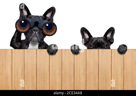 two nosy dogs Stock Photo