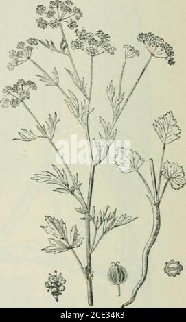 . Plants and their uses; an introduction to botany . P^ig. 141, II rig. 141, I. Flu. 140.—Caraway (Carum Carui, Parsley Family, ImhclUfcrw). Flower-ing and fruiting top, reduced. Leaf, showing broad attaehment to thestem. Fruit, side view, enlarged. Same, cut across, showing sixvolatile oil-tubes in one-half. (Britton and Brr)wn.)—A biennial or|)erennial herb, aromatic throughout, l)ec(iiiiing .30 (10 cm. tall; leavessmooth; flowers white; fniit brownish. Native home. Europe. Fi&lt;;. 141, I.—-Ani.sc {PimpintUa Anisum, Parsley Family, Vmbilliferce).Fruiting top, and base of plant. Flower. Frui Stock Photo