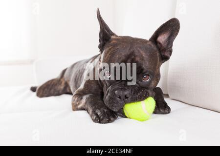 dog plays with ball Stock Photo