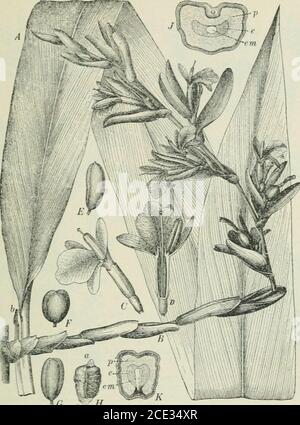 . Plants and their uses; an introduction to botany . Fig. 138.—Parsley (Petrosclinum liortense. Parsley Family, VmhrUiferce).Flowering and fruiting top, reduced. Leaf, upper part. P&gt;uit, sideview, enlarged. One-half of fruit cut across to show the six volatile oil-tubes in the wall. (Britton and Brown.)—A mostly biennial herb,attaining 1 m. in height, smooth throughout; flowers greenish yellow;fruit brownish, aromatic. Native home, Mediterranean Region. i MISCELLANEOUS CONDIMENTS 141. G ,r / H Fig. 139.—Cardunioms (Elettaria cardamomum. Ginger Family, Zingibera-cece). A, leaf. JS, flowering Stock Photo