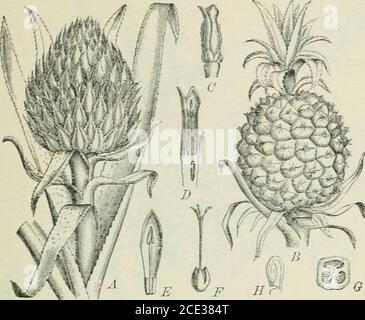 . Plants and their uses; an introduction to botany . ecoming 5 10 m. tall; leaves rough above, downy beneath; fruitgreenish, yellowisli, reddish, brown, purplish, or black, often with abloom, the flesh mostly reddish or yellowish. maple (Fig. 248). Beets form the chief source of the sugarused throughout Euroi)e and nearly half of that consumed inthe United States. As already stated in the last chapter (section 29) largequantities of Avhat is known commercially as glucose(which is a honey-like syrup), are manufactured from thestarch of maize or Indian corn, particularly for the use ofconfection Stock Photo