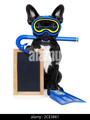 scuba diving dog Stock Photo