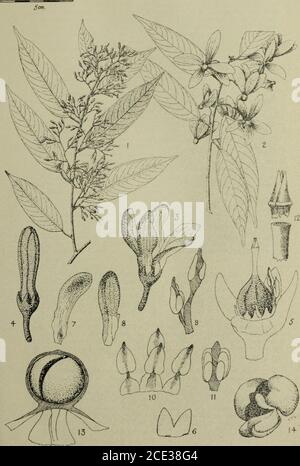 . The Gardens' bulletin; Straits Settlements . &gt; atica dulitensis, Sym. Gard. Bull. S.S.,Vol. VIII Plate X.. V atica dulitensis, Sym. 39 EXPLANATION OF PLATES Plate J. Anisoptera scaphula (Roxb.) Pierre. 1, flowering twig. 2, ripefruit. 3, immature fruit. 4, mature nut. 5, mature nut —embryoexposed. 6, upper cotyledon & radicle. 7, lower cotyledon detached.8, flower bud. 9, flower bud —petals removed. 10, flower —petals andanthers removed. 11, section thro ovary. 12 & 13, sepals. 14, petalfrom mature flower. 15. stigma. 16, stigma dissected to show lobes.17 & 18, stamens from mature flower. Stock Photo