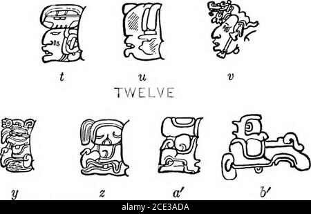 . An introduction to the study of the Maya hieroglyphs . X THIRTEENFig. 52. Head-variant numerals 8 to 13, inclusive. is tic of the head for 2, admitting at the same time that the evidenceis insufficient. The head for 3 is shown in figure 51, Ti, i. Its determining charac-teristic is the fillet, or headdress. The head for 4 is shown in figure 51, j-m. It is to be distin- ^ guished by its large prominent eye and square irid (*) (probably * eroded in Z), the snaghke front tooth, and the curling fang Ta^ protruding from the back part of the mouth (**) (wanting in ** I and m). MOELEY] INTRODUCTION Stock Photo