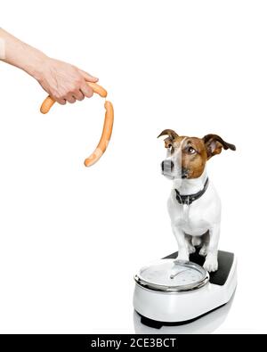 dog on scale , with overweight Stock Photo