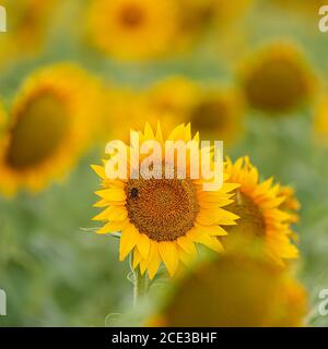 Sunflowers in full bloom Stock Photo