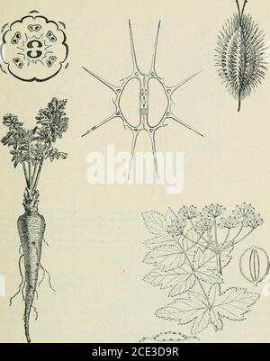 . Plants and their uses; an introduction to botany . Fig. 49.—Carrot. Ilowcr, cnlarsicd. fHaillon.) Fig. 50.—Carrot. Flower, cut in half vertically. (Baillon). VARIOUS FOOD-PLANTS 57. Figs. 51-53.—The three upper figures. Carrot. Diagram of flower, showingthe arrangement of the parts as they would appear if cut across andviewed from above. Fruit, viewed from the side. Enh^rged. Fruit, cutacross, shuwiiii; nil-tubes, at the bases of the long spines. (Baillon.) Fig. 54.—Parsnip (Paslinaca saliva, Parslej^ Familj-, Umhrtliferae). Plantat close of first years growth, showing fleshy root and a few Stock Photo